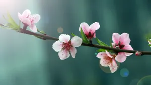 高清桃花图片大全_11