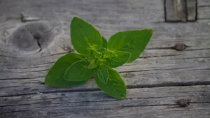 绿色植物牛至图片_2