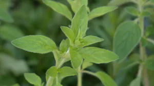 绿色植物牛至图片_6
