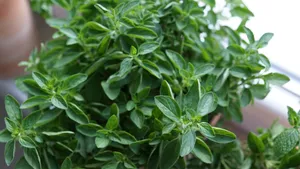 绿色植物牛至图片_9