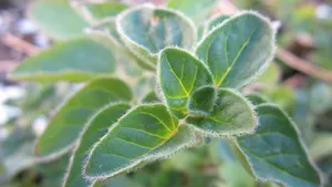 绿色植物牛至图片_10