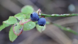 水果蓝莓图片大全_4