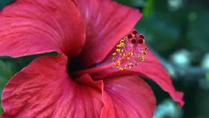 高清芙蓉花图片_2