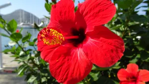 高清芙蓉花图片_3