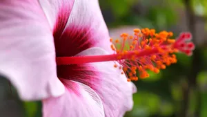 高清芙蓉花图片_4