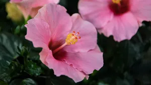 高清芙蓉花图片_5