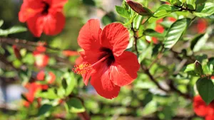 高清芙蓉花图片_6