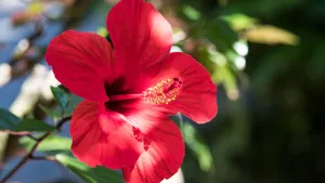 高清芙蓉花图片_7