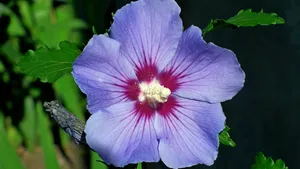高清芙蓉花图片_8