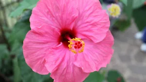 高清芙蓉花图片_9