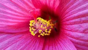 高清芙蓉花图片_11