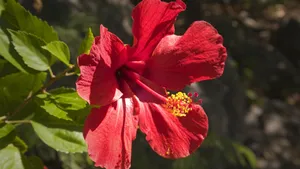 高清芙蓉花图片_12