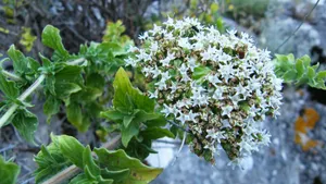 绿色植物图片大全大图_5