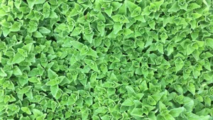 绿色植物图片大全大图_7