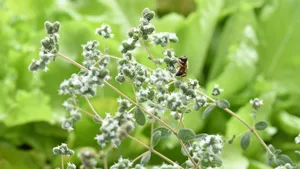 绿色植物图片大全大图_8