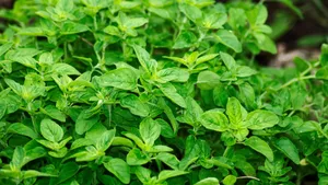 绿色植物图片大全大图_9