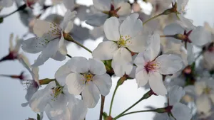 高清白色樱花图片_3