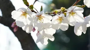 高清白色樱花图片_4