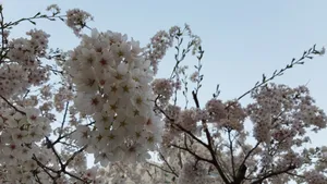 高清白色樱花图片_5