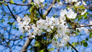 高清白色樱花图片_7