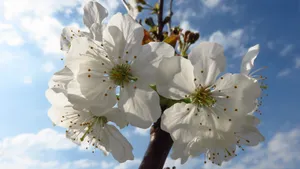 高清白色樱花图片_9