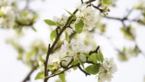 高清白色樱花图片_11