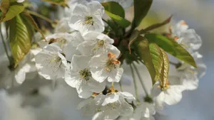 高清白色樱花图片_12