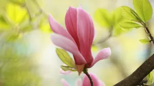 高清玉兰花图片_2