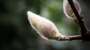 高清玉兰花图片_3