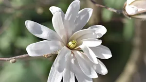 高清玉兰花图片_4