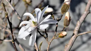 高清玉兰花图片_5