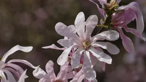 高清玉兰花图片_6