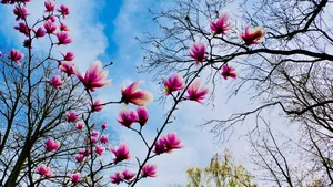 高清玉兰花图片_7