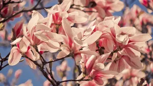 高清玉兰花图片_12