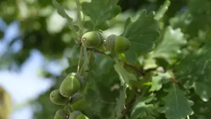 树枝上青涩的橡子果图片_11