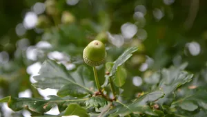 树枝上青涩的橡子果图片_12