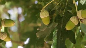 树枝上青涩的橡子果图片_15