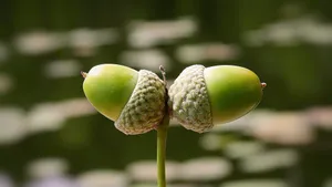 树枝上青涩的橡子果图片_16