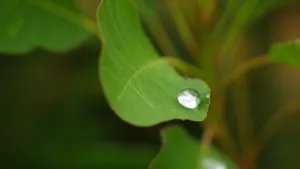 大雨过后的绿叶图片_2