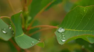 大雨过后的绿叶图片_3