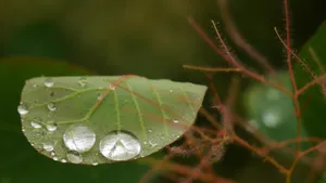 大雨过后的绿叶图片_4