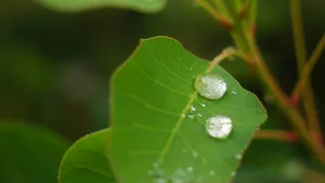 大雨过后的绿叶图片_5