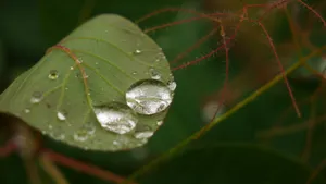 大雨过后的绿叶图片_6