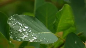 大雨过后的绿叶图片_7