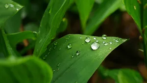 大雨过后的绿叶图片_8