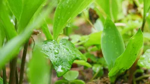 大雨过后的绿叶图片_9