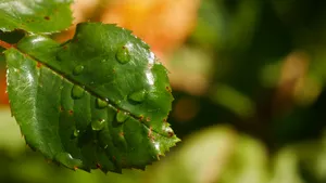 大雨过后的绿叶图片_10