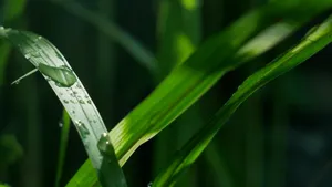 大雨过后的绿叶图片_11
