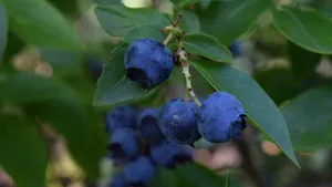 蓝莓图片大全_14