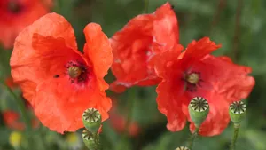 高清罂粟花图片_7